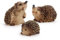 Garten Igel Deko Gartenfiguren niedlichen Igel Figuren Wetterfest Gartentiere Figuren Gartenfigur Tierfigur Garten Tierfiguren Deko Skulptur Gartendeko Outdoor Garten Ornamente Für Garten Und Terrasse
