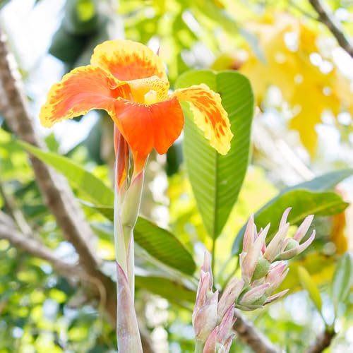 3 pcs canna zwiebel schattenpflanzen winterhart indisches blumenrohr garten blumen pflanztöpfe gartenpflanzen winterhart mehrjährig geschenke für gartenliebhaber gartenpflanzen winterhart