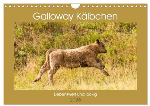 Galloway Kälbchen - Liebenswert und lockig (Wandkalender 2026 DIN A4 quer), CALVENDO Monatskalender: Bezaubernde schottische Robustrinder (CALVENDO Tiere)
