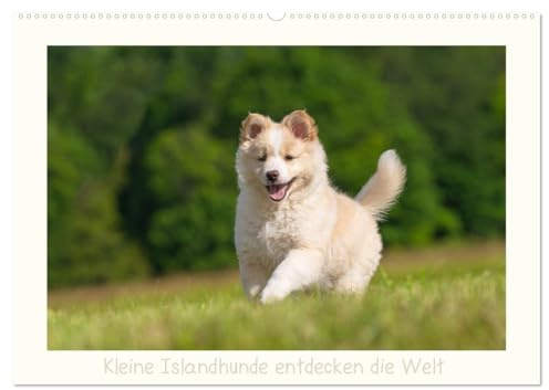 Kleine Islandhunde entdecken die Welt (Wandkalender 2026 DIN A2 quer), CALVENDO Monatskalender: Die liebenswerten, Energie und Lebensfreude ... ziehen jeden in ihren Bann. (CALVENDO Tiere)