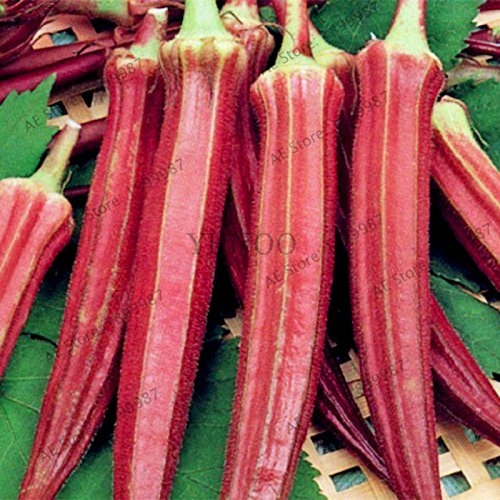 Okra Samen, Bio-Non GMO Okra Gemüsesamen für Haus und Garten Topfpflanzen, leicht zu Pflanze, 20pcs/bag 1
