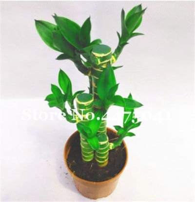SANHOC Beförderung! 30 Mini Moso Bambus Bonsai Glücksbambus Bonsai Gartenpflanze Topf Balkon Budding von 95% DIY Für Privatanwender Garten: j
