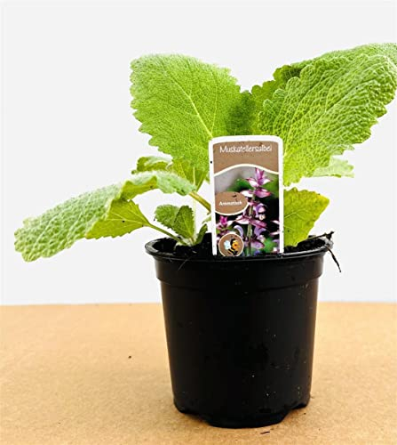 Salvia sclarea 11 cm Topf – Winterhart & Pflegeleicht – Muskatellersalbei – Kräuterpflanze für Beet & Kräutergarten