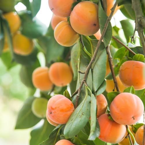 10 pcs kakibaum winterhart kaufen samen - bonsai baum säulenobstbäume obst frisch hochbeet saatgut kleine geschenke pflanztopf obstbaum winterharte kübelpflanzen deko winterharte