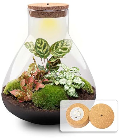 Kit DIY Terrarium • Sam XL Red • Écosystème avec Plantes • ↑ 35 cm