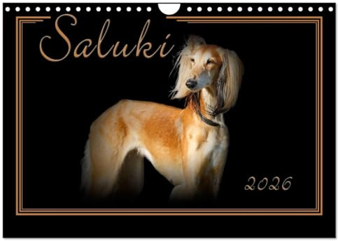 Saluki 2026 (Wandkalender 2026 DIN A4 quer), CALVENDO Monatskalender: Saluki - Der persische Windhund. Liebevoll ausgesuchte Portraits. (CALVENDO Tiere)