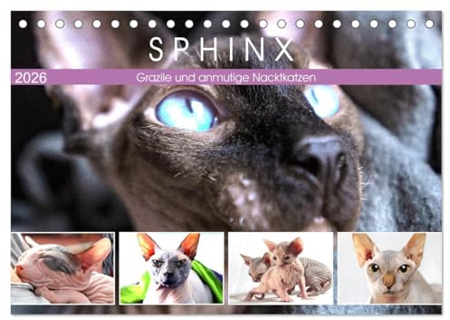 Sphinx. Grazile und anmutige Nacktkatzen (Tischkalender 2026 DIN A5 quer), CALVENDO Monatskalender: Die zierliche Sphynx Katze gehört zu den liebevollsten Katzenrassen der Welt (CALVENDO Tiere)