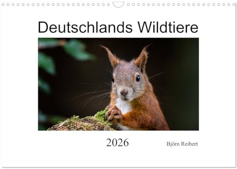 Deutschlands Wildtiere (Wandkalender 2026 DIN A3 quer), CALVENDO Monatskalender: Die wunderschöne Tierwelt Deutschlands in Bildern (CALVENDO Tiere)