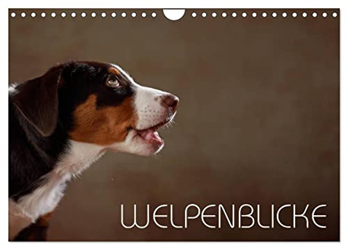 Welpenblicke (Wandkalender 2026 DIN A4 quer), CALVENDO Monatskalender: Welpenblicke mit der Kamera eingefangen (CALVENDO Tiere)