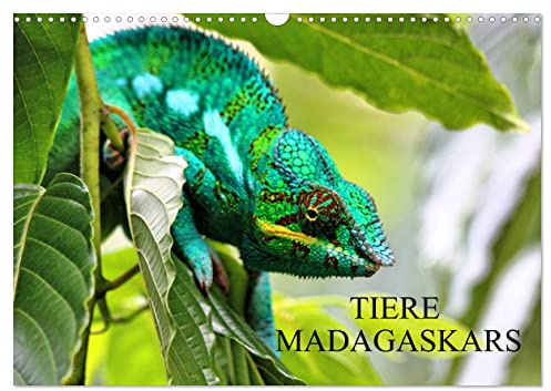 Tiere Madagaskars (Wandkalender 2026 DIN A3 quer), CALVENDO Monatskalender: Säugetiere, Reptilien und Insekten aus Madagaskar (CALVENDO Tiere)