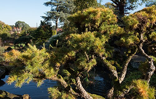 Japanische Lärche 10 Samen- Ideal für schöne, weinende Bonsai, Larix kaempferi (Larch Japanese)