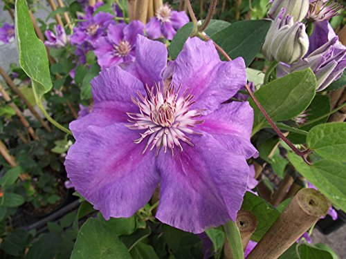 Clematis Hybride 'Ashva' im Topf gewachsen 40-60cm mit blau-roten gestreiften Blüten