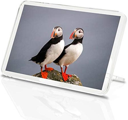 1 x Fridge Magnet -Puffin Couple Classic Fridge Magnet - Pelagic Sea Birds Nature 14150