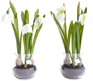 Nova-Nature künstliche Frühlingsblume im Glas (2 Stück) (Schneeglöckchen)