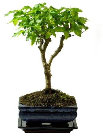 Bonsai Baum mit Keramik Blumentopf - Ligustrum, Ficus, Carmona, Podocarpus, Chinese elm - ca. 6-9 Jahre (15 cm Schale ca. 6 Jahre, Ligustrum P15 Broom)