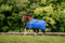 Pferdedecke Amigo Hero Ripstop lite 0g, 90, Blue Navy