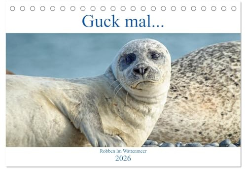 Guck mal ... Robben im Wattenmeer (Tischkalender 2026 DIN A5 quer), CALVENDO Monatskalender: Robben der Nordsee, immer wieder faszinierend und abwechslungsreich (CALVENDO Tiere)