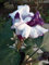 SEMI DATURA FASTUOSA -DOPPIO FIORE VIOLA-