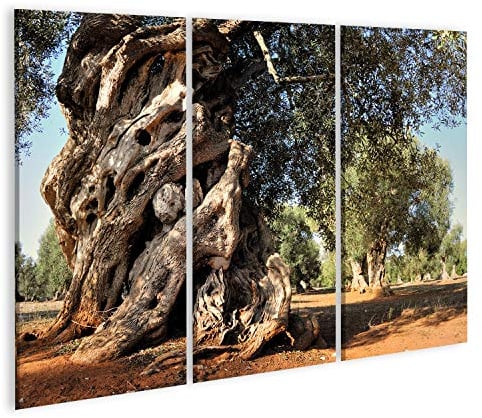 Bild auf Leinwand Alter Olivenbaum im Garten Wandbild Leinwandbild Kunstdruck Poster 130x80cm - 3 Teile