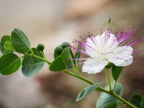 35 Semi di Cabprier - perenne senza spina - semi riproducibili