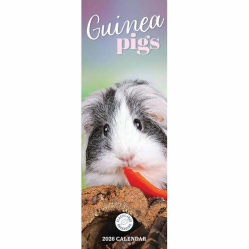 Guniea Pigs – Meerschweinchen 2026 – Slimline-Kalender: Original Carousel Calendar [Mehrsprachig] [Kalender]