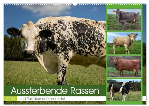 Aussterbende Rassen und Raritäten (Wandkalender 2026 DIN A2 quer), CALVENDO Monatskalender: Aussterbende Kuhrassen (CALVENDO Tiere)