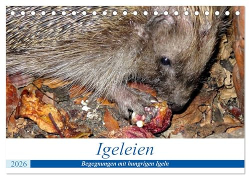Igeleien - Begegnungen mit hungrigen Igeln (Tischkalender 2026 DIN A5 quer), CALVENDO Monatskalender: Igel an ihren Futterplätzen im Garten (CALVENDO Tiere)