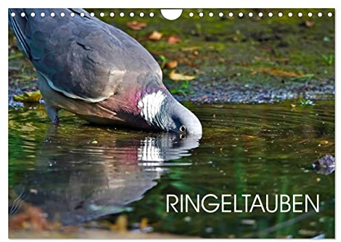 Ringeltauben (Wandkalender 2026 DIN A4 quer), CALVENDO Monatskalender: Farbige Aufnahmen von Ringeltauben (CALVENDO Tiere)