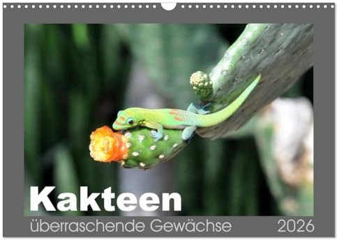 Kakteen - überraschende Gewächse (Wandkalender 2026 DIN A3 quer), CALVENDO Monatskalender: Atraktive Dornen, seltene Blüten und beeindruckende Farben auf 13 Kalenderblättern (CALVENDO Natur)