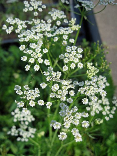 Staudenkulturen Wauschkuhn Carum carvi - Kümmel - Staude im 9cm Topf