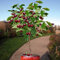 VISTA 20pcs graines de cerisier cerisier graines de Fruits biologiques graines de bonsaïs, aliments sucrés Germination élevée Rare Maison Jardin en Pot Plante:Seeds Only