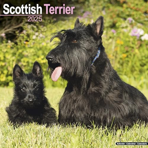 Scottish Terrier - Scottish Terrier 2025- 16-Monatskalender: Original Avonside-Kalender [Mehrsprachig] [Kalender] (Wall-Kalender)