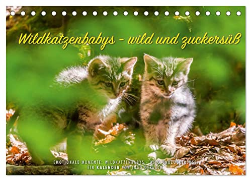 Wildkatzenbabys - wild und zuckersüß. (Tischkalender 2026 DIN A5 quer), CALVENDO Monatskalender: Der Nachwuchs der Wildkatze ist einfach nur ... europäischen Katzenart. (CALVENDO Tiere)
