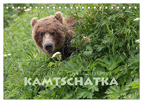 Aug in Aug mit den Braunbären in Kamtschatka (Tischkalender 2026 DIN A5 quer), CALVENDO Monatskalender: Braunbären im Osten Russlands (CALVENDO Tiere)