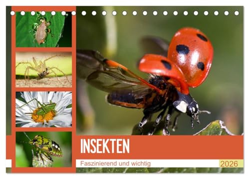 Insekten. Faszinierend und wichtig (Tischkalender 2026 DIN A5 quer), CALVENDO Monatskalender: Skurrile Wunderwerke der Natur aus der Nähe betrachten (CALVENDO Tiere)