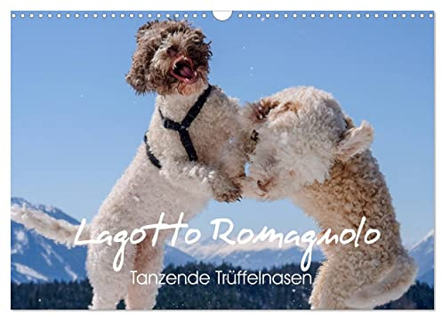 Lagotto Romagnolo Tanzende Trüffelnasen (Wandkalender 2026 DIN A3 quer), CALVENDO Monatskalender: Trüffelpfoten im Freudentanz (CALVENDO Tiere)