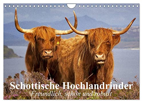 Schottische Hochlandrinder. Freundlich, schön und robust (Wandkalender 2026 DIN A4 quer), CALVENDO Monatskalender: Die wuscheligen und genügsamen Hochlandrinder aus Schottland (CALVENDO Tiere)