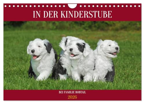 In der Kinderstube bei Familie Bobtail (Wandkalender 2026 DIN A4 quer), CALVENDO Monatskalender: Einblicke in die Bobtail-Kinderstube auf 12 bezaubernden Bildern (CALVENDO Tiere)