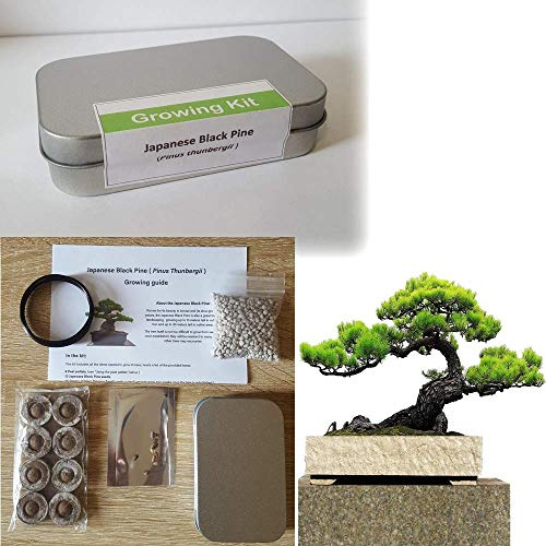 Japanese Black Pine Bonsai Growing Kit for Bonsai Tree Sets & Equipment