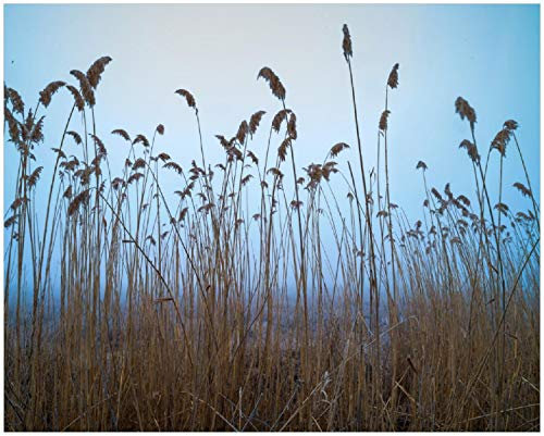 Wallario Poster - Schilfrohr am See vor blauem Himmel in Premiumqualität, Größe: 40 x 50 cm
