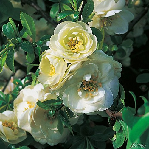 GARTEN SCHLÜTER® Zierquitte 'Kinshiden'