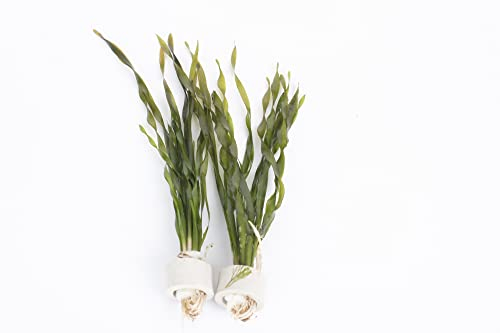 Lincolnshire Pond Plants Ltd - Twisted Vallis - Live Aquarium Plant - Corkscrew vallis - vallisneria tortifolia - Tropical Fish Tank (5 Stands - 1 Ring)