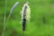 Wiesenfuchsschwanz (Alopecurus pratensis). Bei Wildtieren sehr beliebt (2000 Samen = 2,0g)