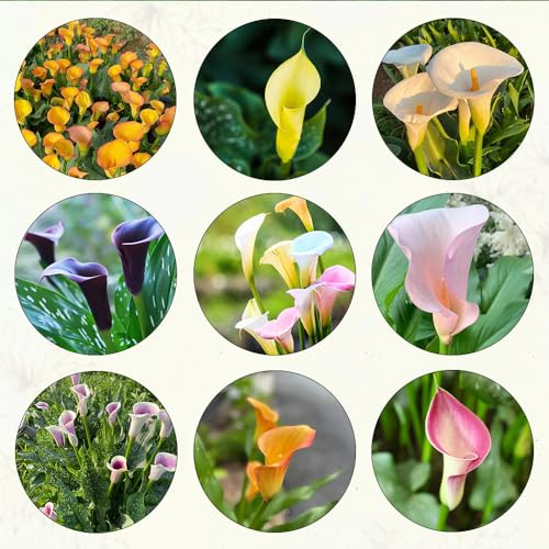15 pcs blumenzwiebeln mehrjährig winterhart calla zwiebeln - gartenpflanzen winterhart mehrjährig knollen Calla Lilien,Zantedeschia aethiopica, geschenke für den garten blumendeko