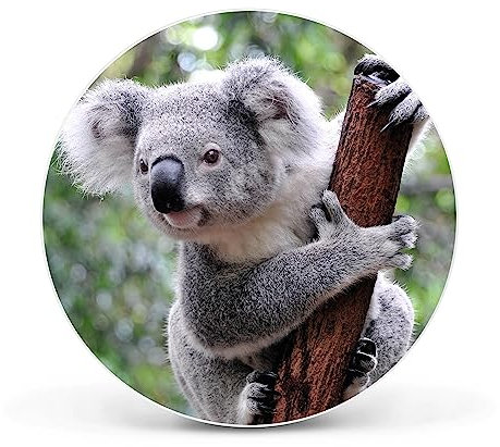 banjado® Magnettafel Ø 47cm Weiß/Magnetwand aus Metall/Magnetpinnwand als Memoboard Pinnwand Magnettafel Küche, Büro, Kinderzimmer inkl. 4 Magnete & Montageset - Motiv Koala