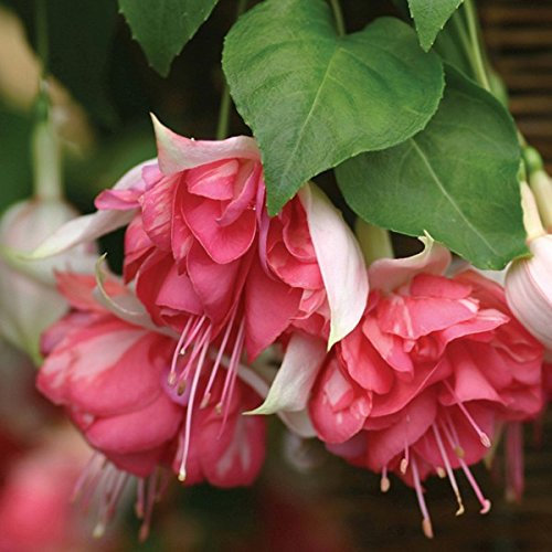 Fuchsia Giant Trailing 'Peachy' Summer Garden Plug Plants Pack x6
