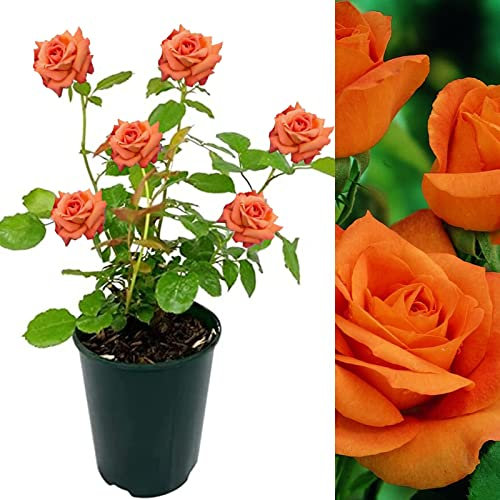 Rose Bush Orange Sensation - Floribunda Orange Rose Bush for The Garden in a 3 Litre Pot (2 Plants)