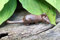 Gwenys Haus Gartenfigur Maus seitlich schauend