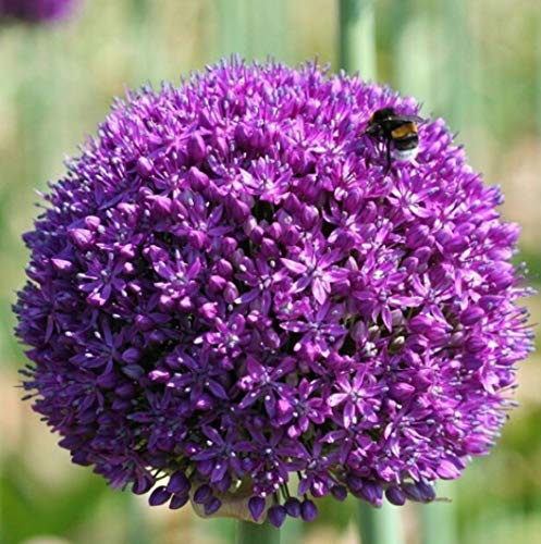 5 X Allium Gigante AMBASSADOR - Bulbi Allium - Bulbi Di Alta Qualità