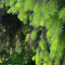 100 pcs Fichte Pflanzen Samen - Picea asperata - bonsai tree saatgut garten hochbeet sträucher winterhart bäume kaufen plants kübelpflanzen winterhart mehrjährig garten geschenk winterharte